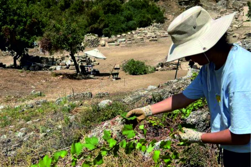 Aspendos'ta antik Dönem Bağcılığının İzleri